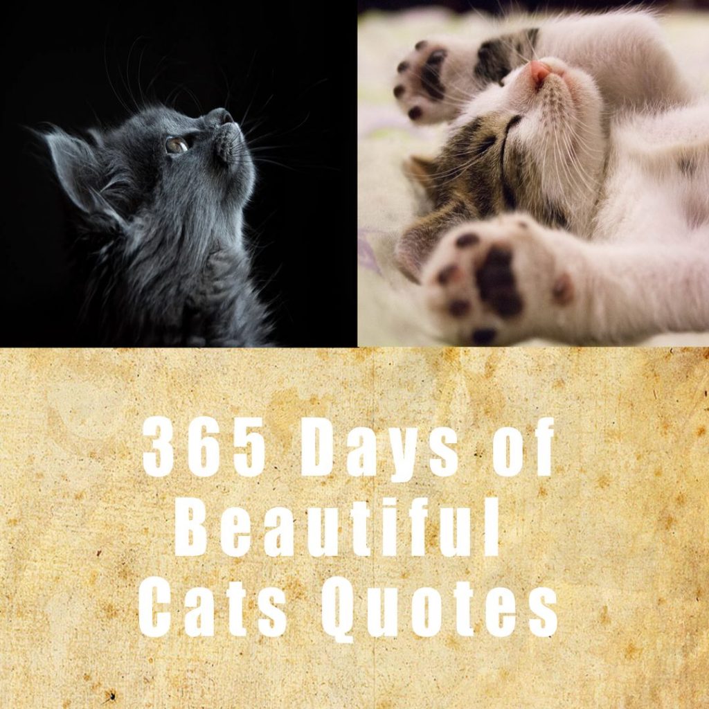 Cats Quotes