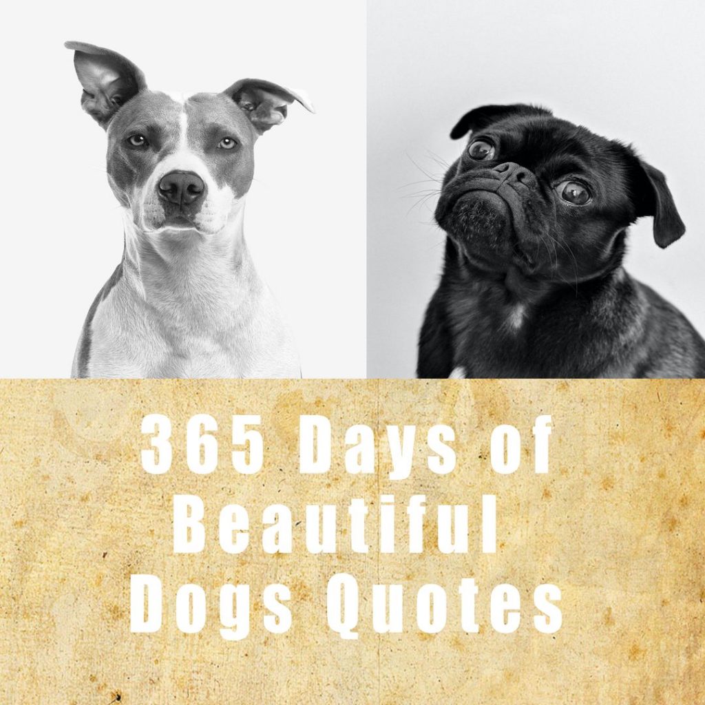 Dogs Quotes